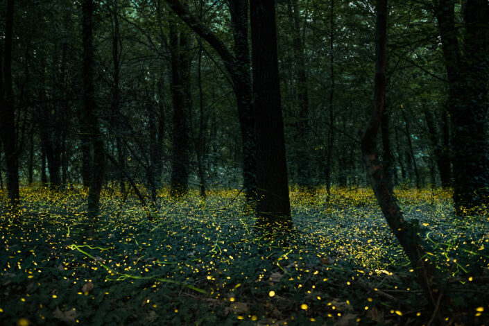 Fireflies