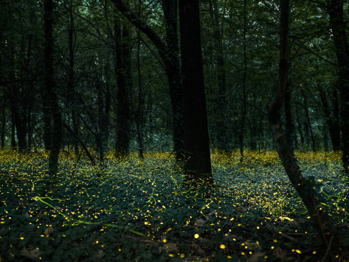 Fireflies